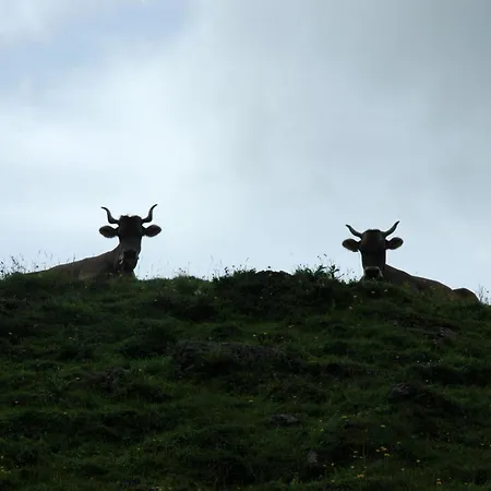 Apartament Baergchutzli 1- Stock By Interhome *